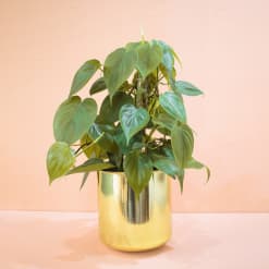 Matera Cilíndrica dorada